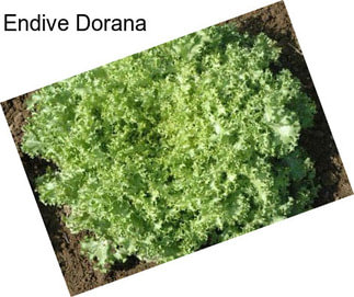 Endive Dorana