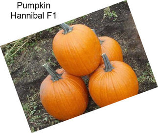 Pumpkin Hannibal F1