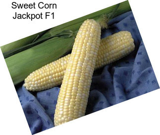 Sweet Corn Jackpot F1