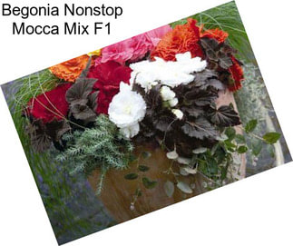 Begonia Nonstop Mocca Mix F1