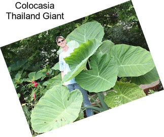 Colocasia Thailand Giant