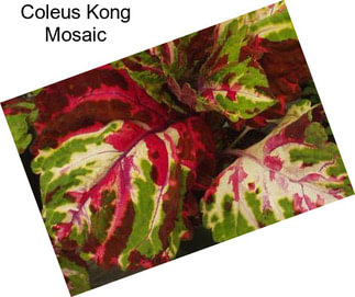 Coleus Kong Mosaic