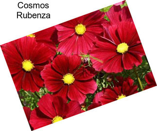 Cosmos Rubenza