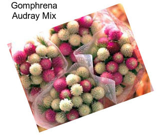 Gomphrena Audray Mix