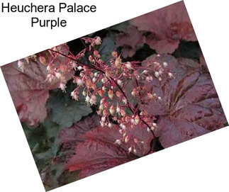 Heuchera Palace Purple