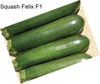 Squash Felix F1