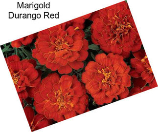 Marigold Durango Red