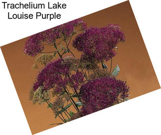 Trachelium Lake Louise Purple