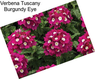 Verbena Tuscany Burgundy Eye