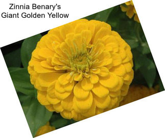 Zinnia Benary\'s Giant Golden Yellow