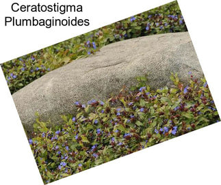 Ceratostigma Plumbaginoides
