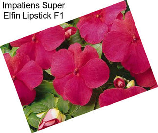 Impatiens Super Elfin Lipstick F1