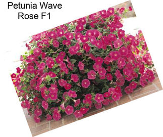 Petunia Wave Rose F1