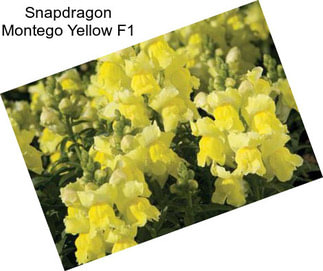 Snapdragon Montego Yellow F1