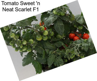 Tomato Sweet \'n Neat Scarlet F1