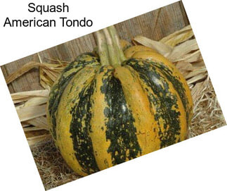 Squash American Tondo