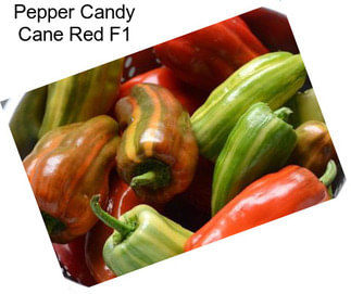 Pepper Candy Cane Red F1