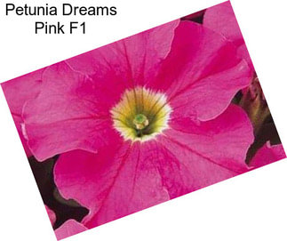 Petunia Dreams Pink F1