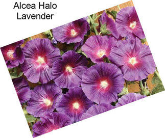 Alcea Halo Lavender