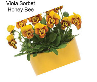 Viola Sorbet Honey Bee