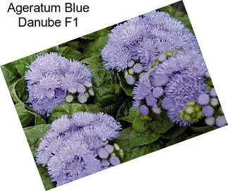 Ageratum Blue Danube F1