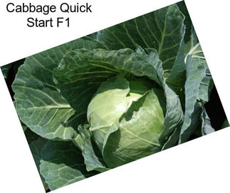 Cabbage Quick Start F1