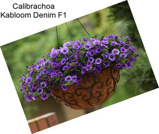 Calibrachoa Kabloom Denim F1