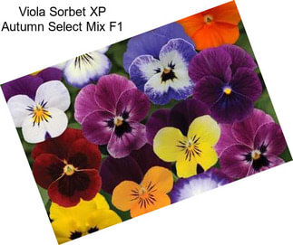 Viola Sorbet XP Autumn Select Mix F1