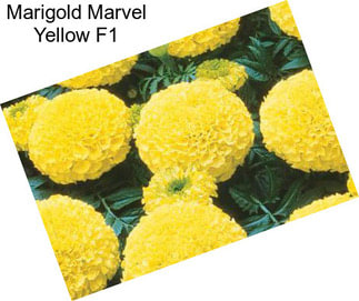 Marigold Marvel Yellow F1