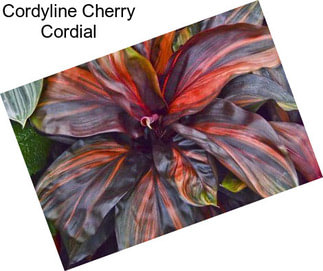 Cordyline Cherry Cordial