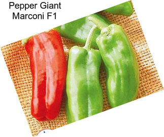 Pepper Giant Marconi F1