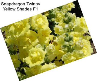 Snapdragon Twinny Yellow Shades F1