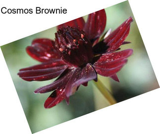 Cosmos Brownie