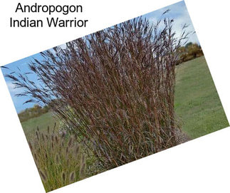 Andropogon Indian Warrior