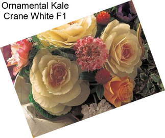 Ornamental Kale Crane White F1