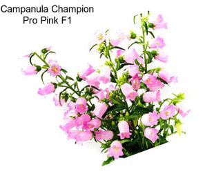 Campanula Champion Pro Pink F1