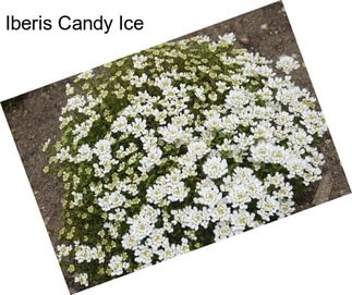 Iberis Candy Ice