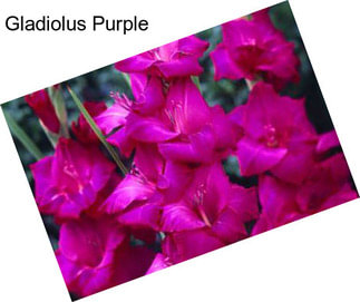 Gladiolus Purple