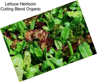 Lettuce Heirloom Cutting Blend Organic