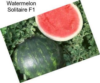 Watermelon Solitaire F1