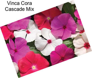 Vinca Cora Cascade Mix