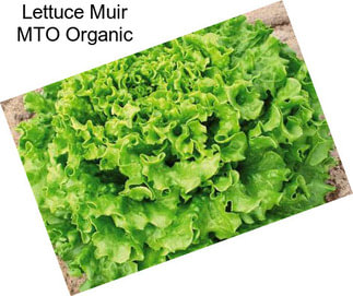 Lettuce Muir MTO Organic