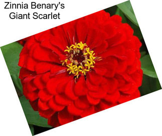 Zinnia Benary\'s Giant Scarlet