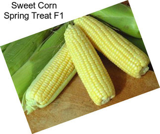 Sweet Corn Spring Treat F1