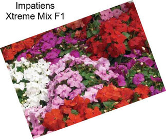 Impatiens Xtreme Mix F1