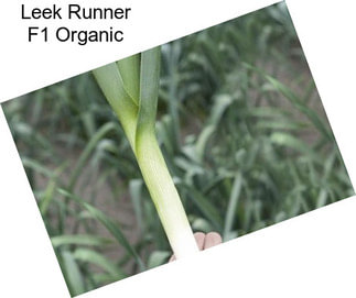 Leek Runner F1 Organic