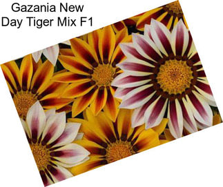 Gazania New Day Tiger Mix F1