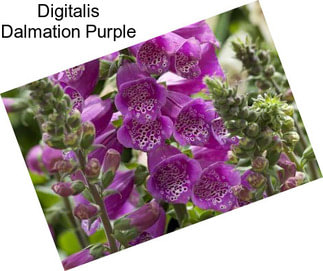 Digitalis Dalmation Purple