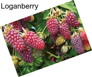 Loganberry