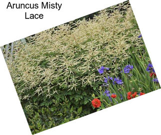 Aruncus Misty Lace